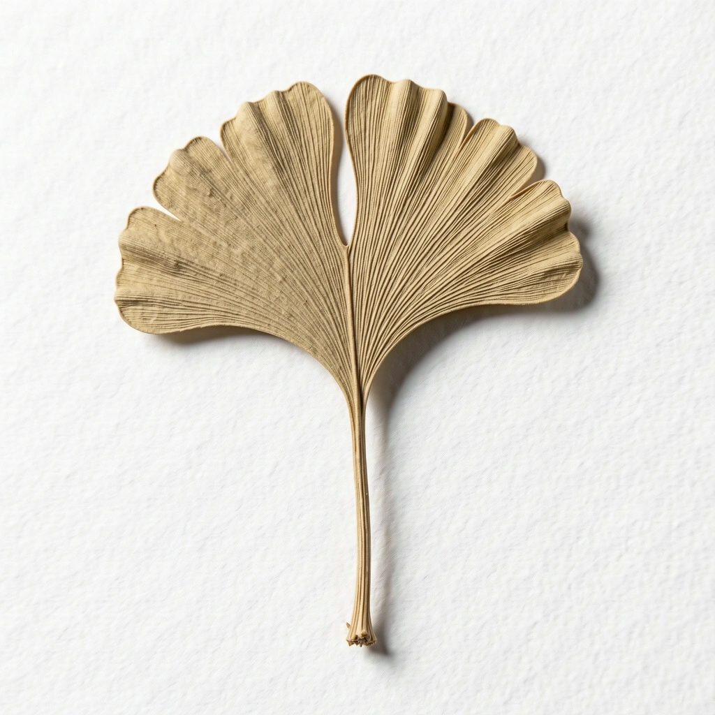 Ginkgo Biloba botanical specimen